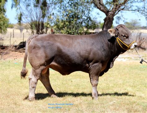The original american brahman cattle originated from a nucleus of 266 bulls and 22 females of several bos indicus (cattle of india) varieties (i.redd.it). Brahman Cattle Origin - Pinzgauer Cattle - Google Search ...