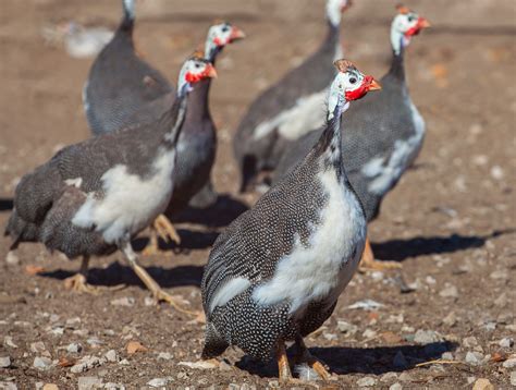 Great Guide To Guinea Fowl Mother Earth News