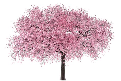 Png درخت گیلاس Cherry Blossom Tree Png دانلود رایگان