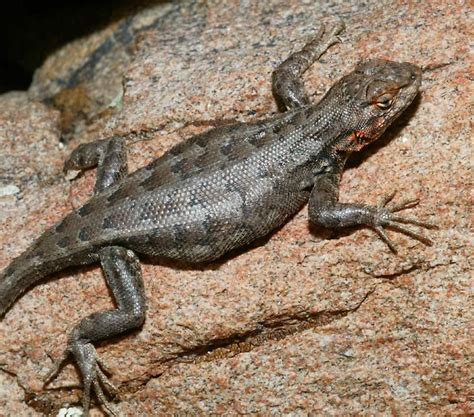 They are endemic to southern california and baja california, mexico. Reptiles of California's Coachella Valley