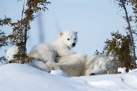 Bears Polar Bear Baby Animal Cub Snow Winter Hd Wallpaper Peakpx