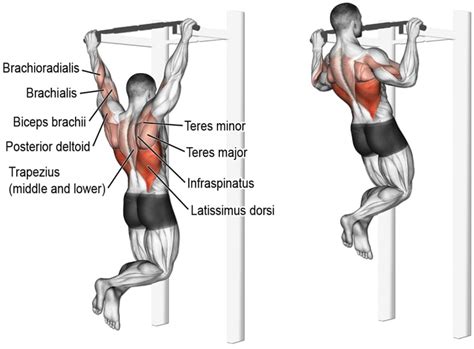 What Is The Best Chin Up And Pull Up Alternative Fitness Volt