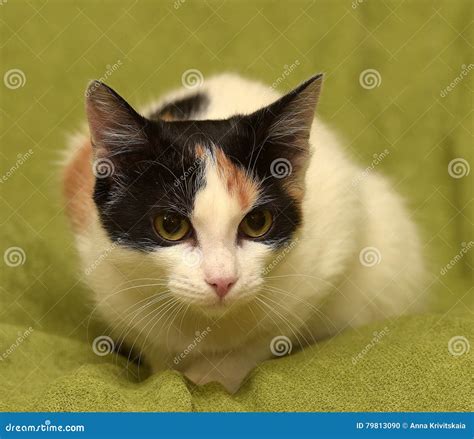 Tricolor Cat Stock Photo Image Of Colorful Females 79813090