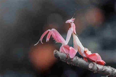 Meet The Orchid Mantis — A Bug That Looks Just Like A Flower The Dodo