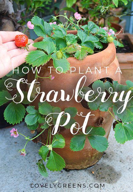 Water should come out the. The Best Way to Plant a Strawberry Pot • Lovely Greens