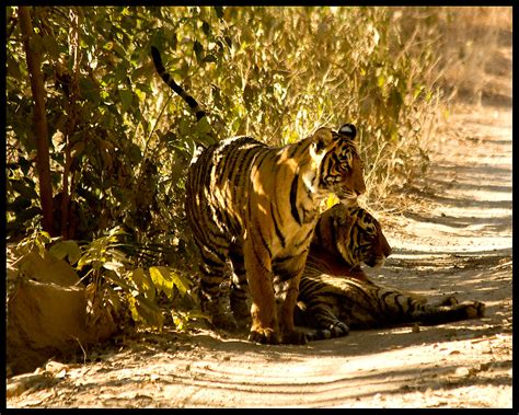 Wild Royal Bengal Tigers Two Wild Tigers In The Road Stopp Flickr
