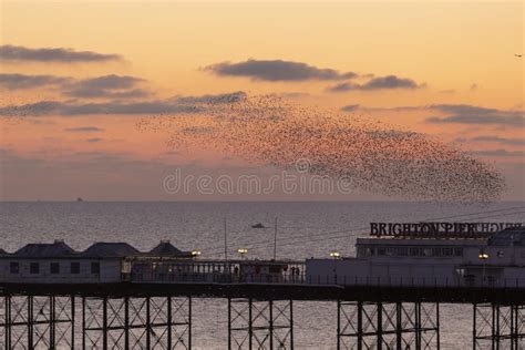 Brighton Palace Pier And Starlings At Sunset Editorial Stock Photo