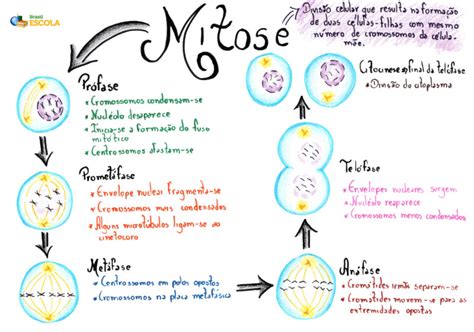 Divisão Celular Ou Ciclo Celular Mitose E Meiose Resumo E Mapas