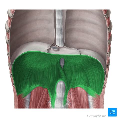 Diafragma Anatomia Função Aberturas Kenhub