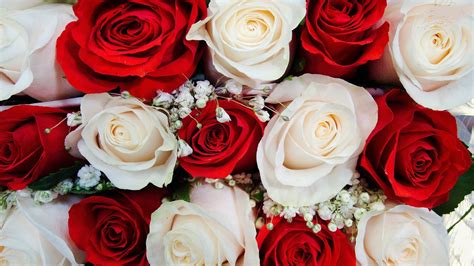 Download red wallpapers hd, beautiful and cool high quality background images collection for your device. 10 New White Roses Background Tumblr FULL HD 1080p For PC ...