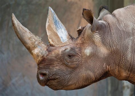 Western Black Rhino Declared Extinct The Independent