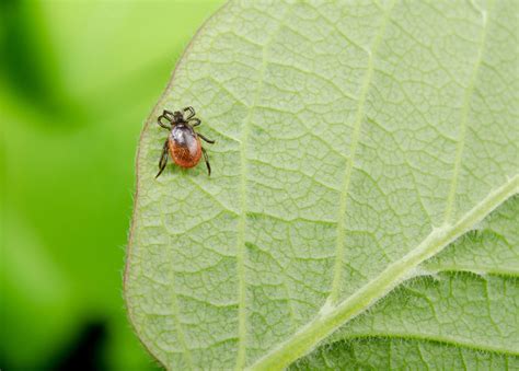 Dabei sollen auch plagegeister aus der natur nicht stören. Mittel Gegen Zecken Im Garten / Suchergebnis Auf Amazon De ...