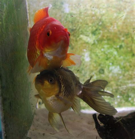 Stormidae Guest Shots Goldfish By Borneodayagmail Com