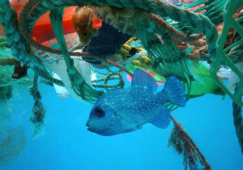 Marine Pollution Causes And Its Prevention