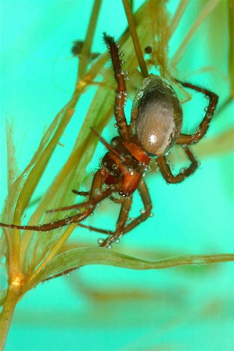 Among others, this includes the wolf. Top 10 Coolest Spiders