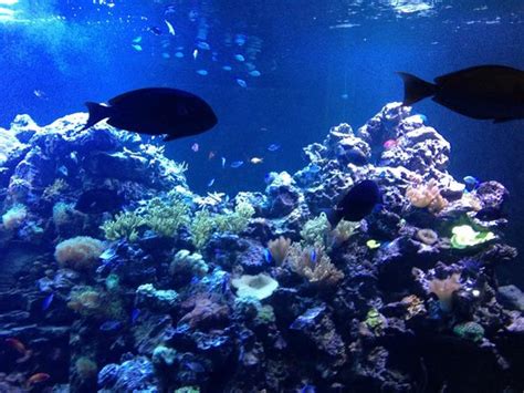 Entrance Picture Of Virginia Aquarium And Marine Science