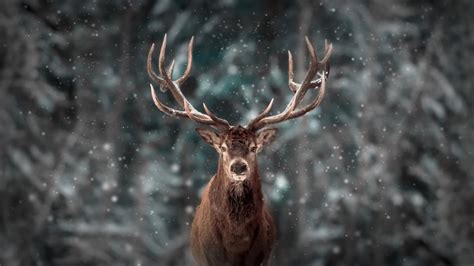 Animal Deer Hd Wallpaper