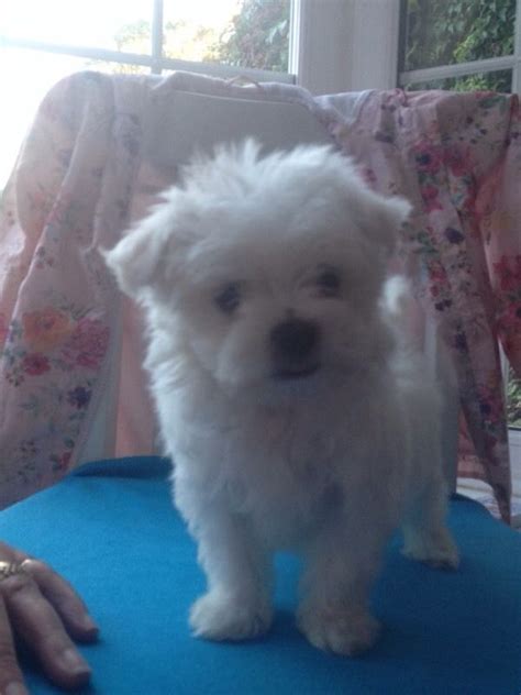 Sydney has a heart of gold that will melt yours with his cuteness overload! well potty trained make and female Maltese Puppies ...