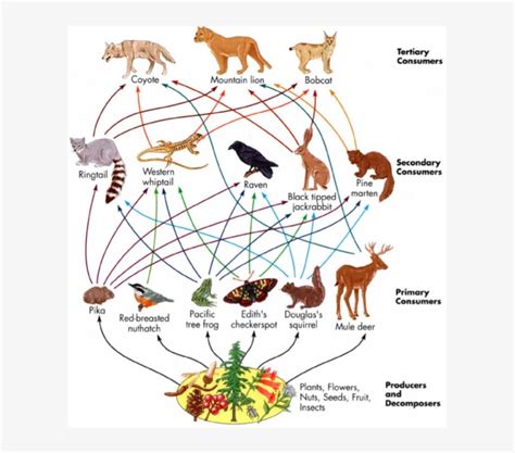 Tropical Rainforest Food Web Consumers Rainforest Foo - vrogue.co