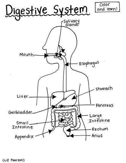 Digestive System Printable Coloring Page Educational And Teaching