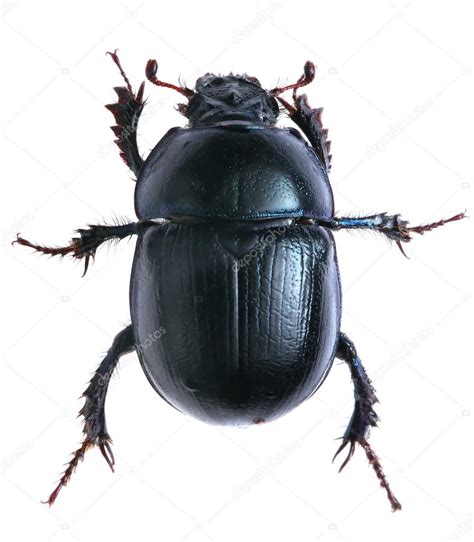 List 105 Pictures Pictures Of Black Beetles Superb