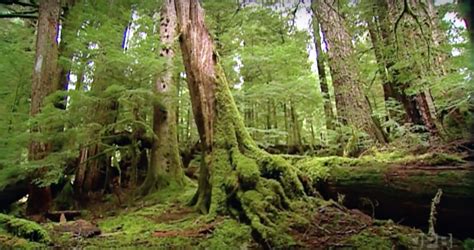 This Gorgeous 500 Year Old Forest In Oregon Is Truly Enchanting