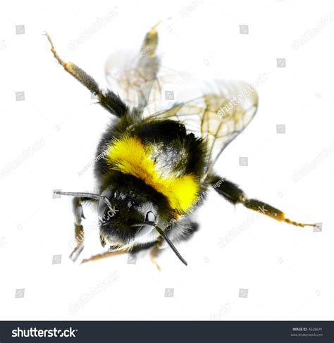 Flying Bumblebee On A White Background Stock Photo 4628641 Shutterstock