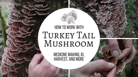 turkey tail mushroom medicine making id harvest and more youtube