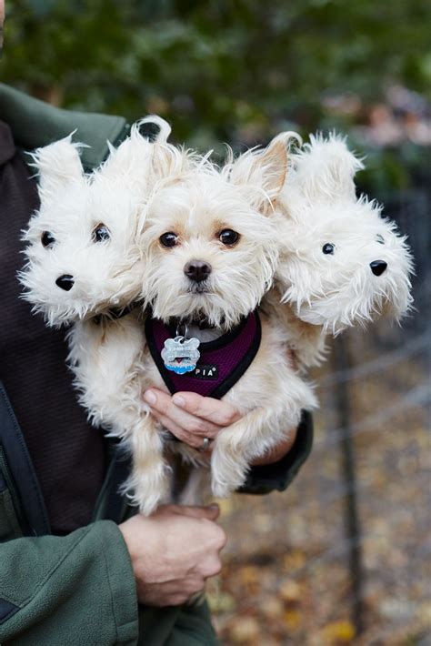 The 40 Best Dog Costumes Ever Dog Costumes Halloween Small Dog