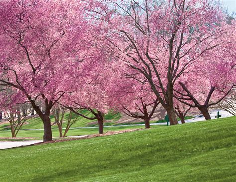 Grow Your Own Cherry Blossoms Spring Blooming Trees Spring Flowering