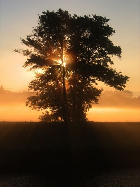 Tree Sunset Beautiful Free Stock Photos In Jpeg  1944x2592 Format
