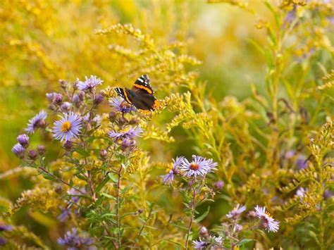 Fall Blooming Wildflowers To Add To Your Garden