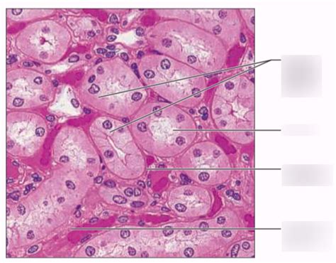 Simple Cuboidal Epithelium Kidney