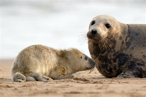 Baby Seals Spotted In Norfolk Mark Beginning Of Pupping Season