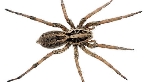 How To Tell The Difference Between A Wolf Spider And A Brown Recluse