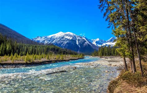Wallpaper Forest Trees Mountains River Canada Canada British