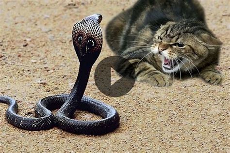 Cat Vs Snake Fight Who Will Win Bull Elephant Cats Snake