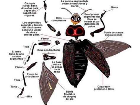 Anatomía De Los Insectos Con 6 Patas