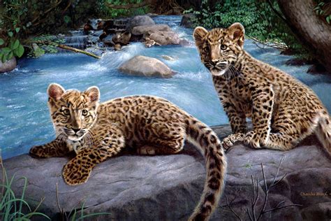 Animals Feline Wild Animals 4500x3000 Wallpaper High Quality Wallpapershigh Definition Wallpapers
