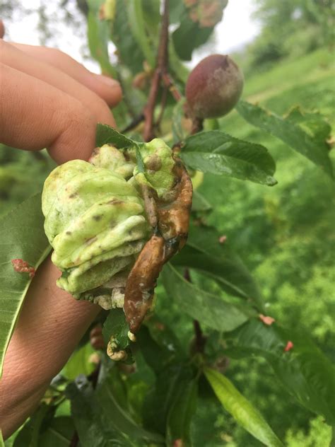 They are a mechanism through which plants can spread their genes as far and wide as possible so more of their. Can anyone tell me what this is on my fruit trees leaves ...