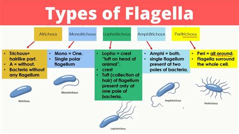 Types Of Flagella Bacterial Classification Based On Flagella