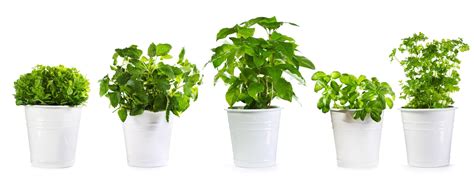 Five Healing Herbs To Grow Indoors Medicinal Plants