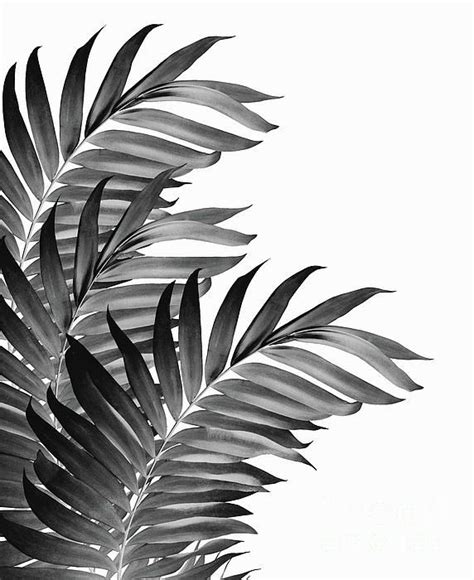 Palm Leaves Tropical Black And White Vibes 1 Tropical Decor Art