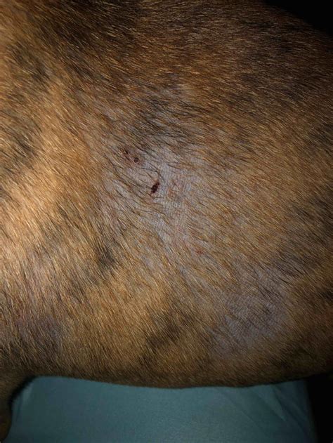 My Dog Has Patches Of Red Rashes All Over His Body And Facenose Area
