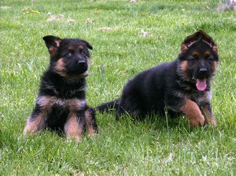 Baby German Shepherd Puppies For Sale Petsidi