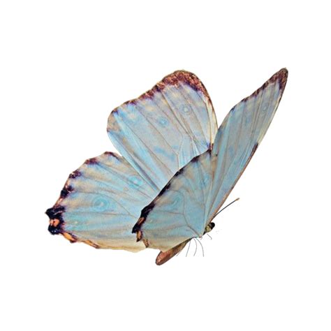 🖤 Aesthetic Blue Butterfly Png 2021