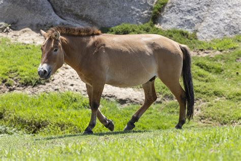 Worlds First Cloned Przewalskis Horse Is Thriving At San Diego Zoo