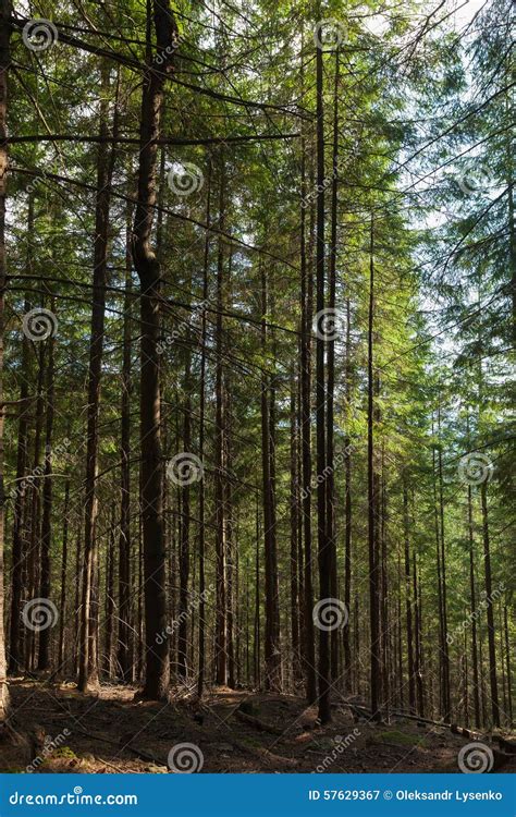 Summer Landscape Pine Forest Stock Image Image Of Plants Green 57629367