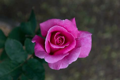Beautiful Pink Rose In Bloom · Free Stock Photo