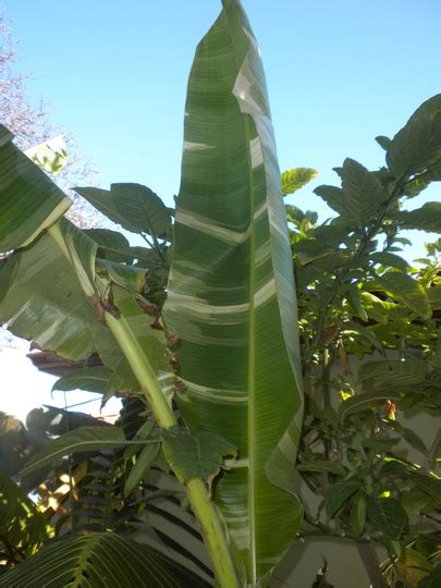 Flowering and fruiting of bananas occur year round where they are hardy outdoors. Musa Ae Ae - Ae Ae Banana : Grows on You